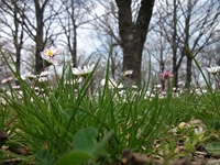 Giarrita - 20110423 071.jpg